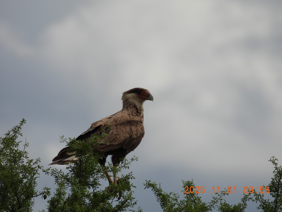 Crested Caracara - ML644681648