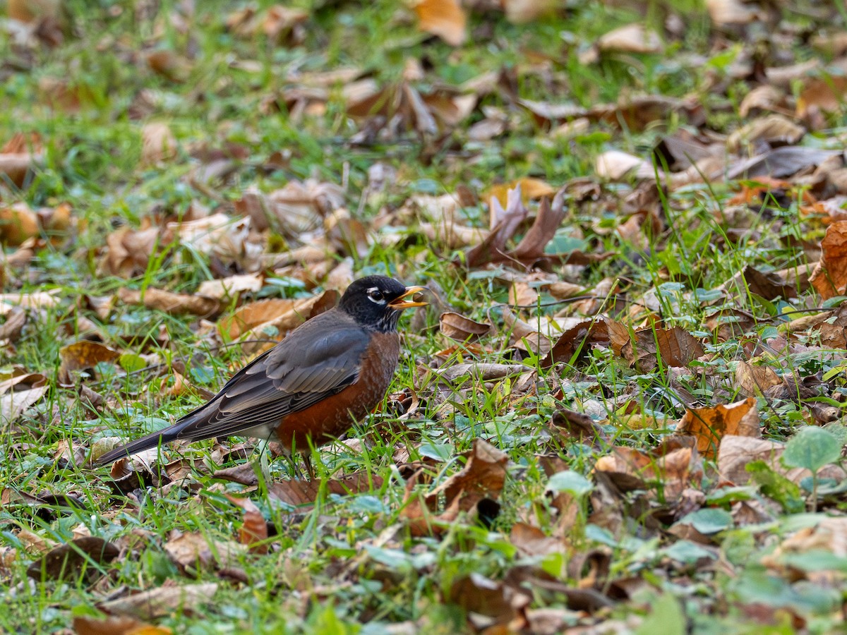 American Robin - ML644681651