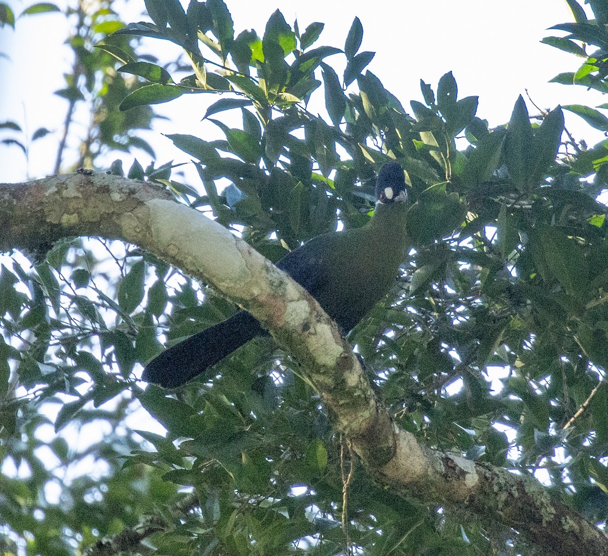 Hartlaub's Turaco - ML644681652
