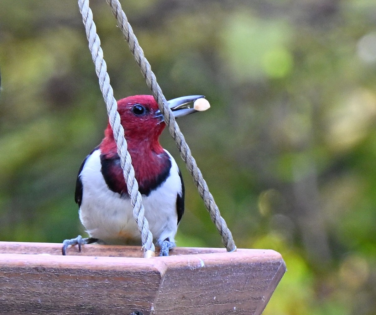 Red-headed Woodpecker - ML644681653