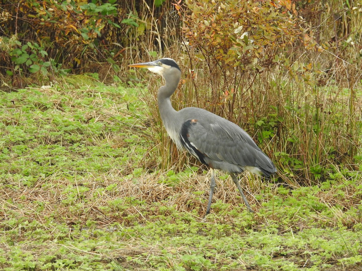 Great Blue Heron (Great Blue) - ML644681657