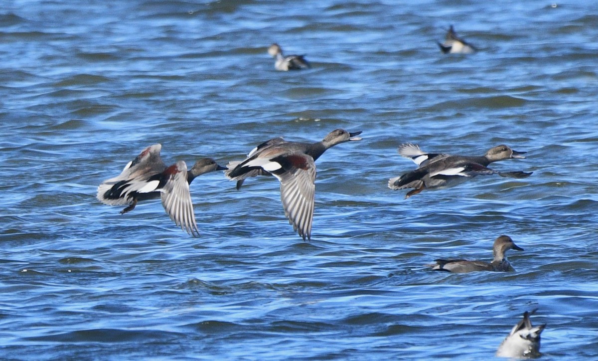 Gadwall - ML644681658