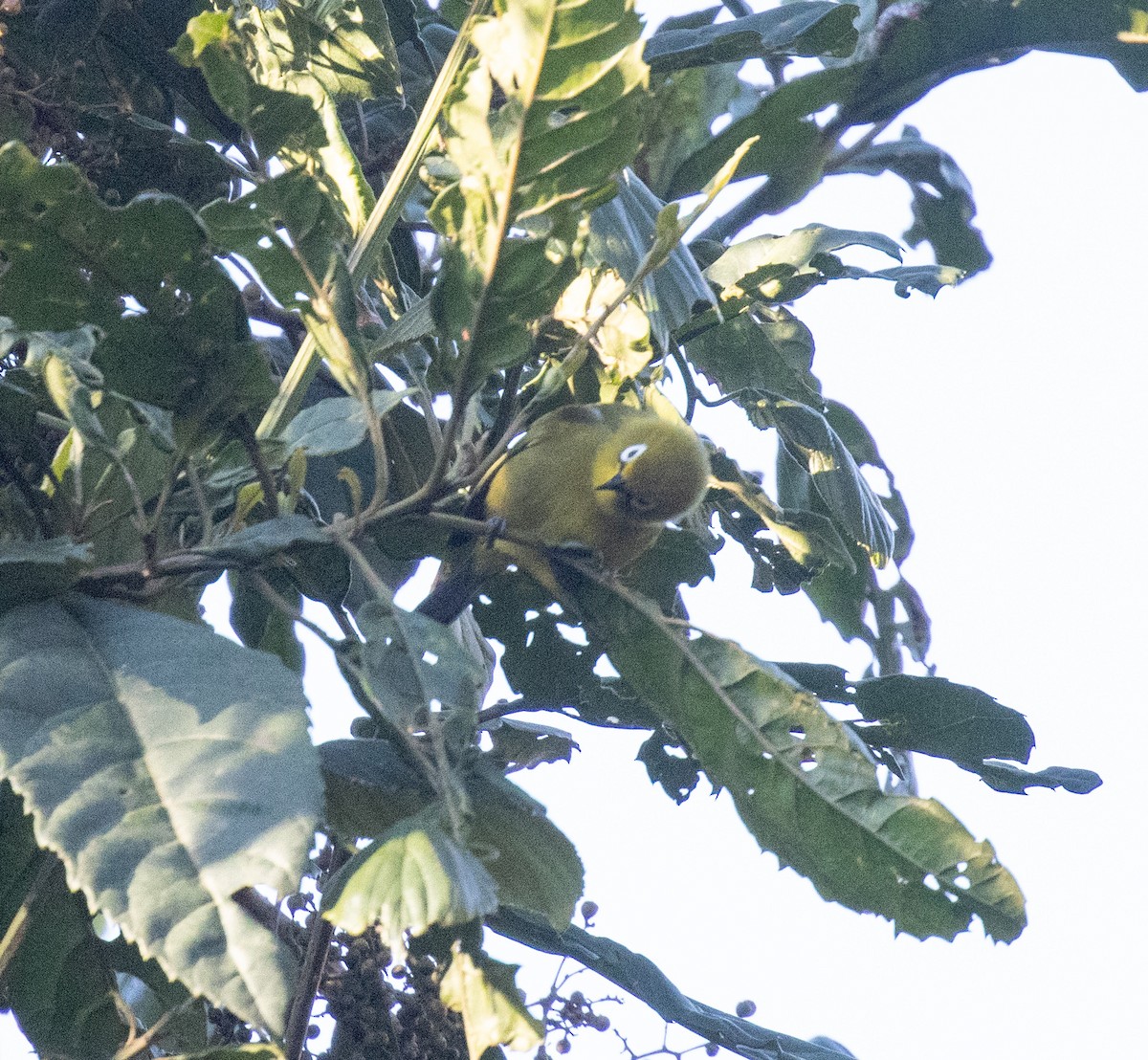 Pale White-eye - ML644681659