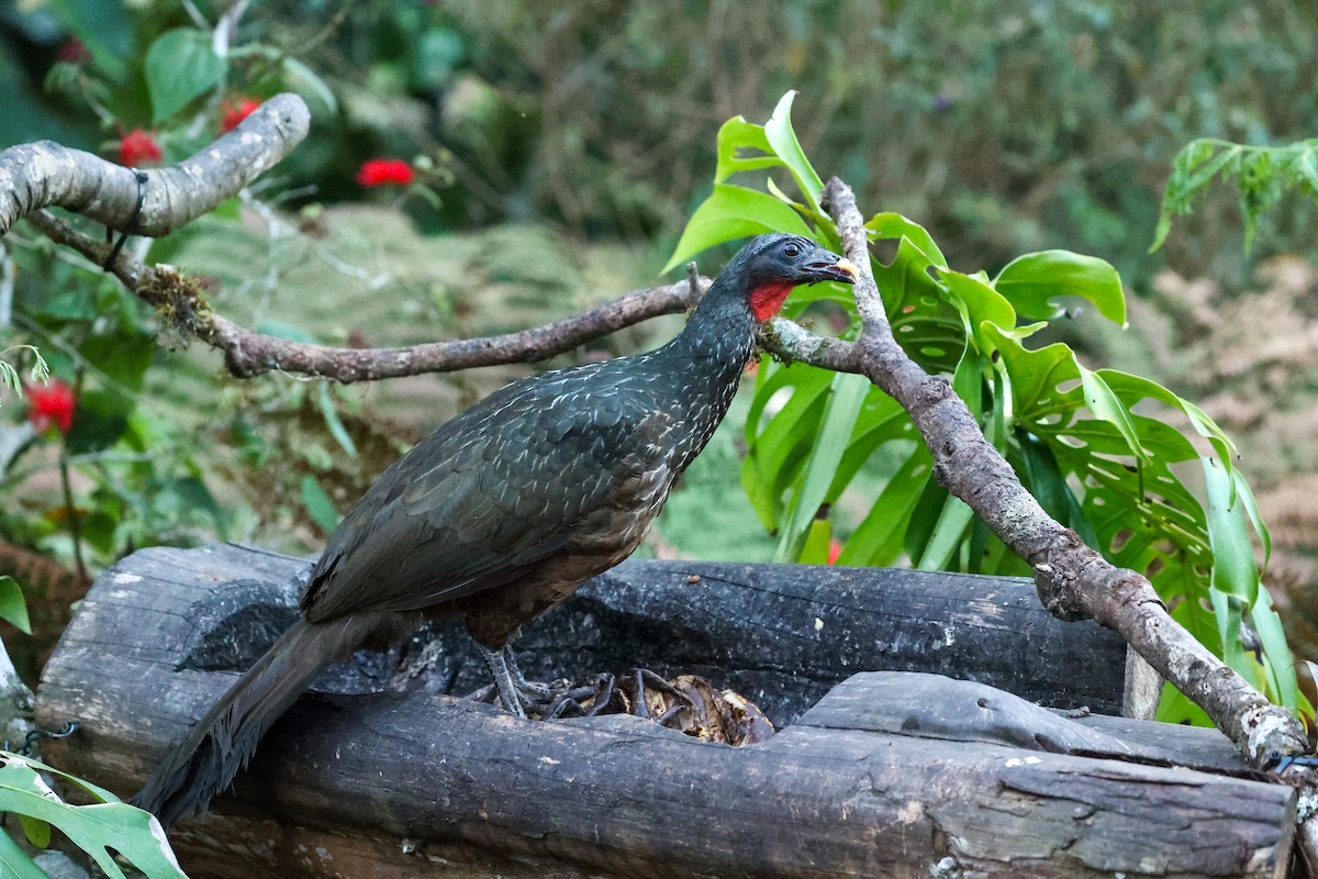 Dusky-legged Guan - ML644681660