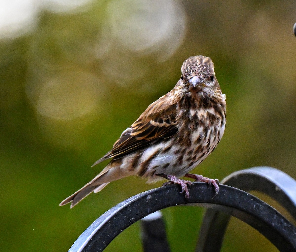 Purple Finch - ML644681661