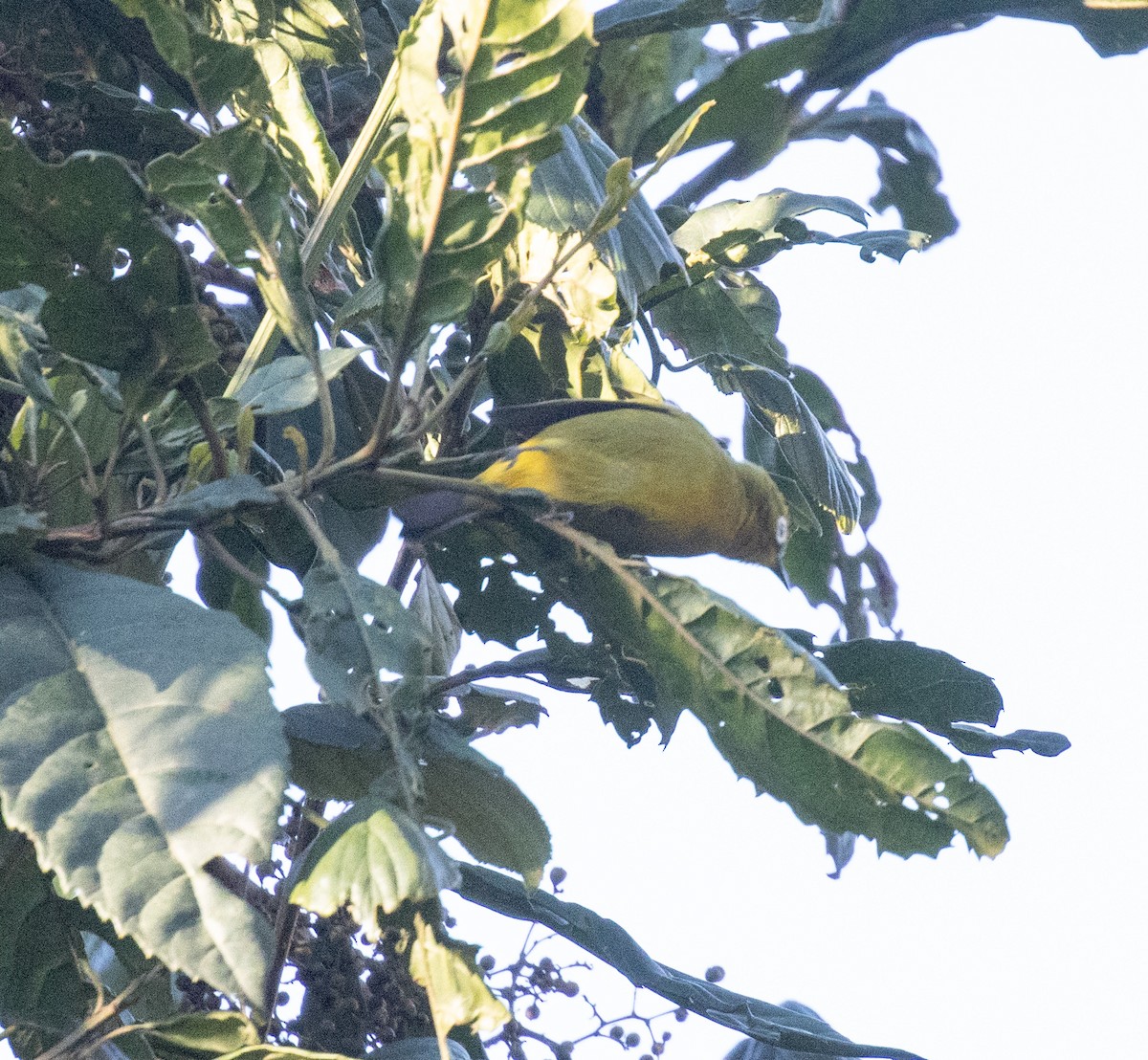 Pale White-eye - ML644681662