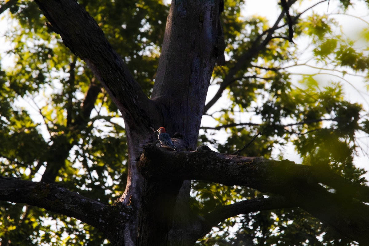 Red-bellied Woodpecker - ML644681663