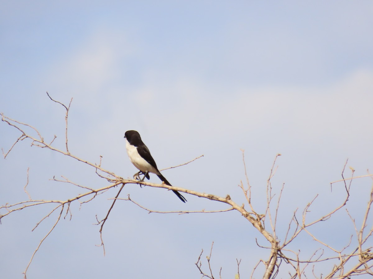 Long-tailed Fiscal - ML644681664