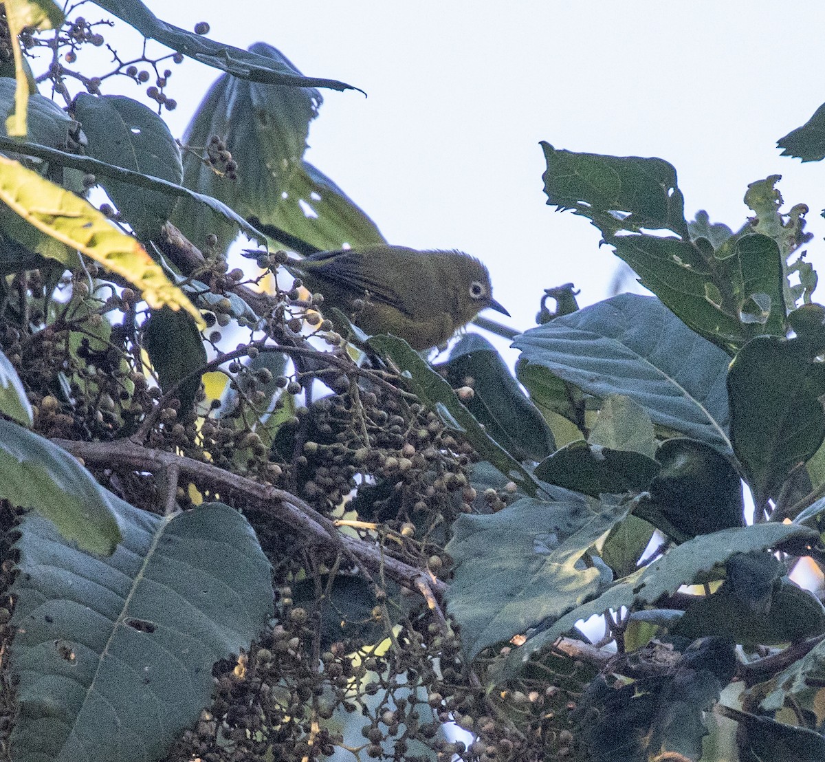 Pale White-eye - ML644681665