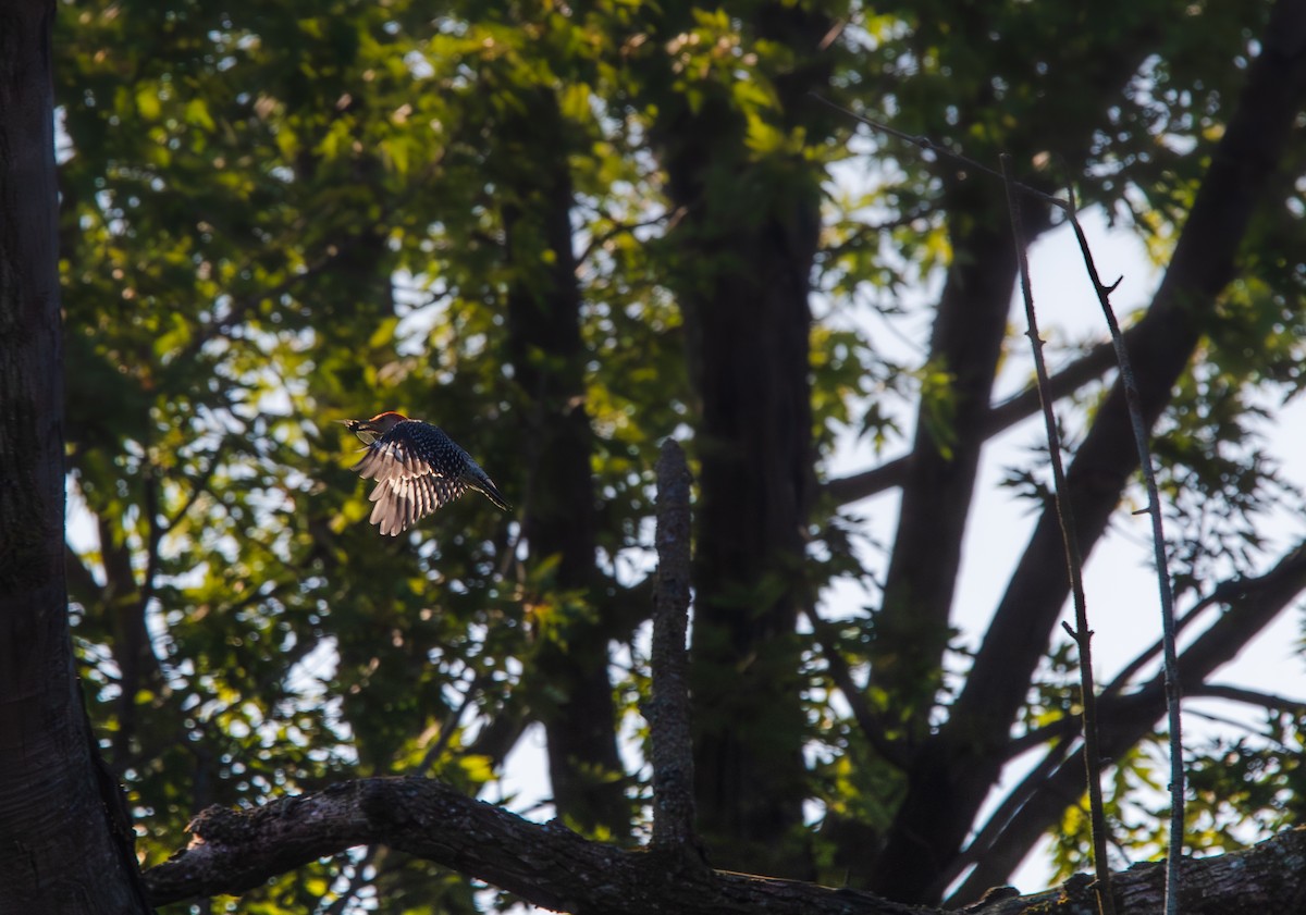 Red-bellied Woodpecker - ML644681666