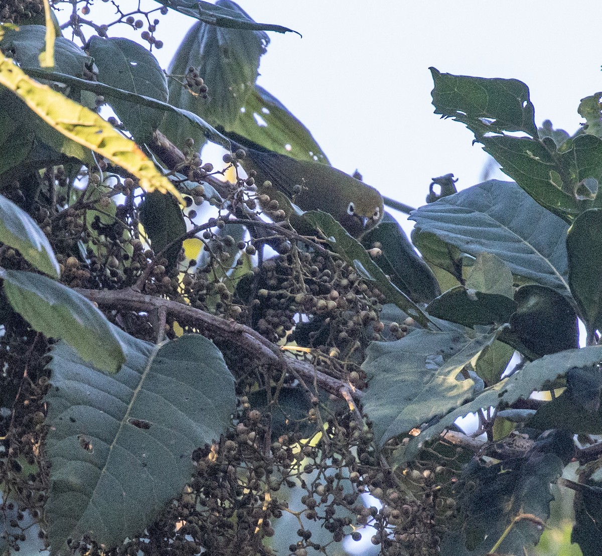 Pale White-eye - ML644681667