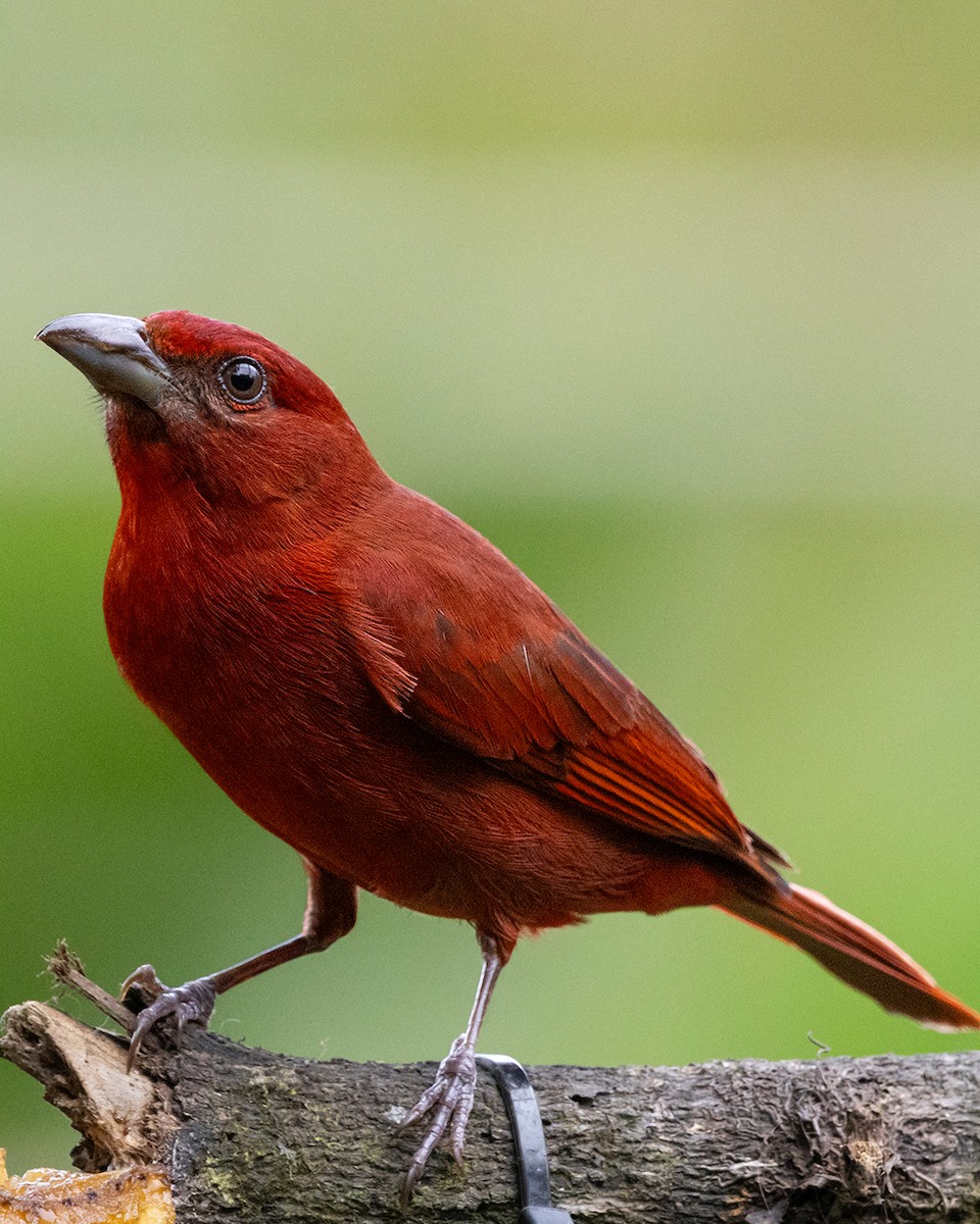 Hepatic Tanager - ML644681668