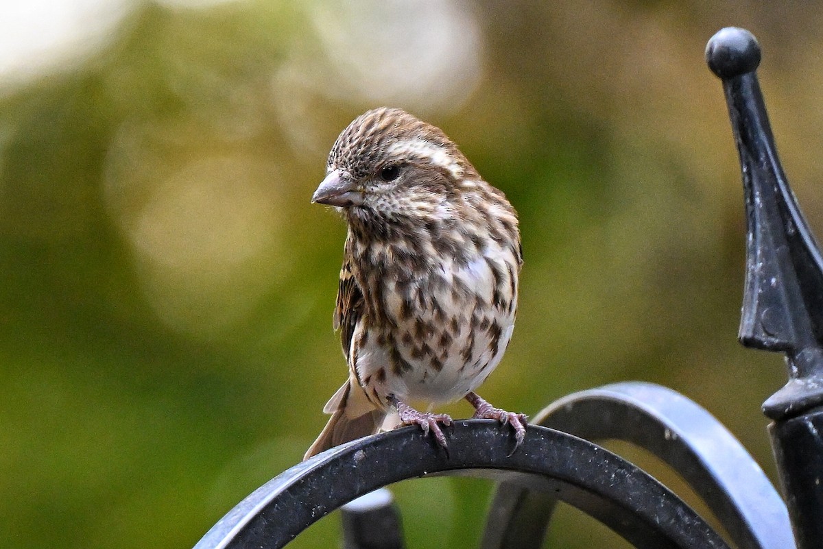 Purple Finch - ML644681675
