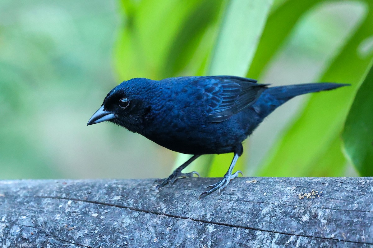 Ruby-crowned Tanager - ML644681676