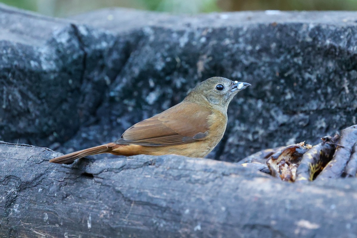 Ruby-crowned Tanager - ML644681677