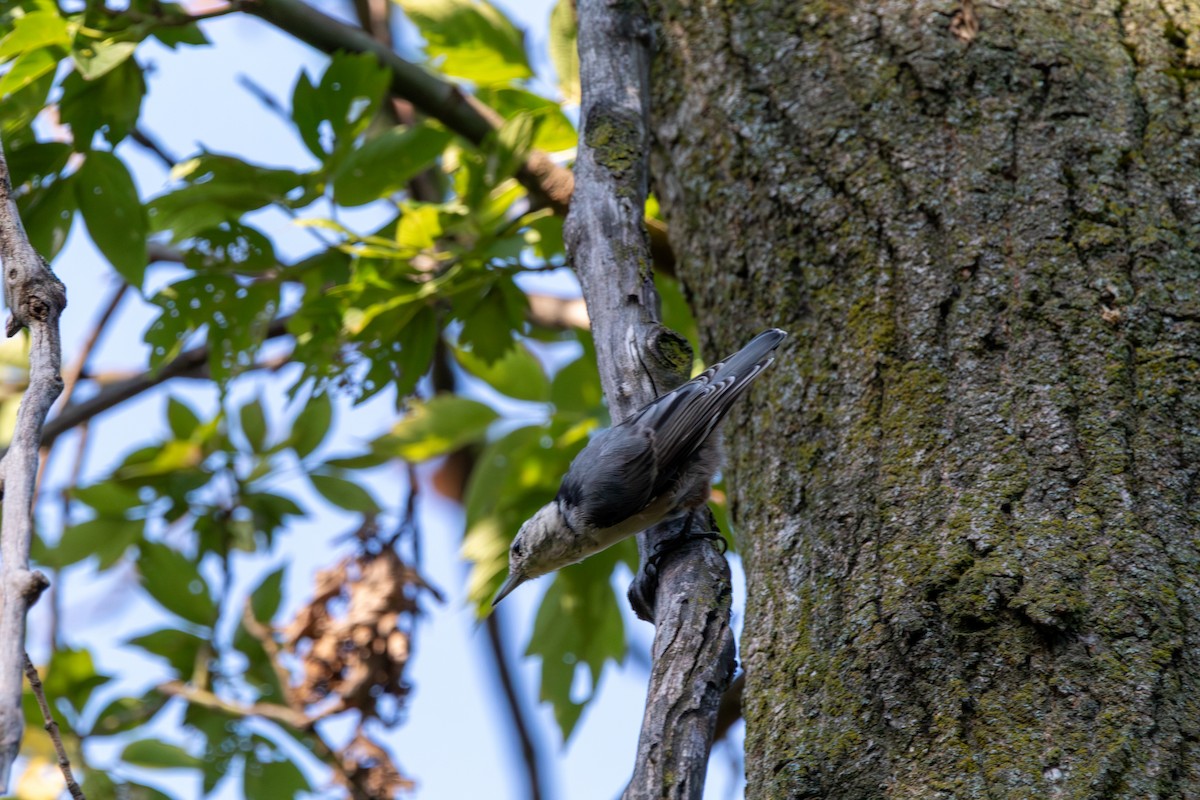 White-breasted Nuthatch - ML644681678