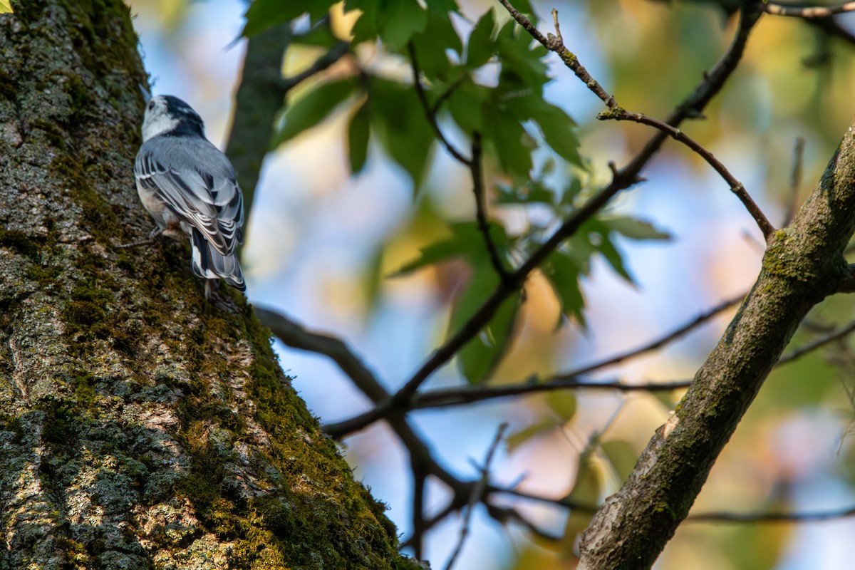 White-breasted Nuthatch - ML644681679