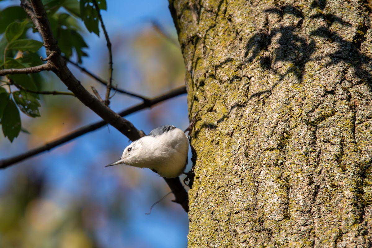 White-breasted Nuthatch - ML644681680