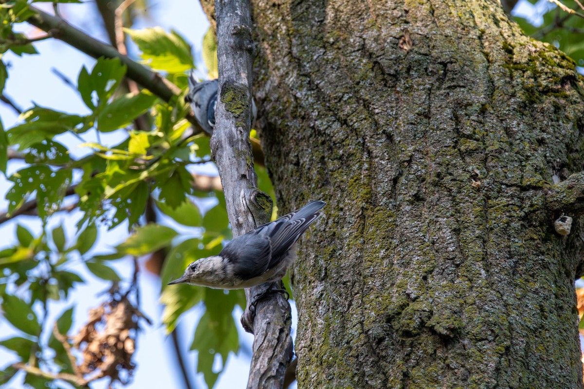 White-breasted Nuthatch - ML644681681