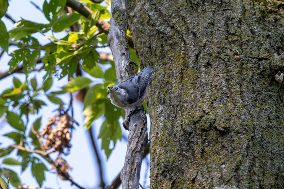 White-breasted Nuthatch - ML644681682