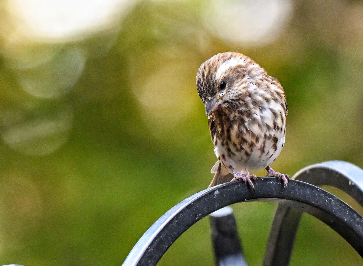 Purple Finch - ML644681685