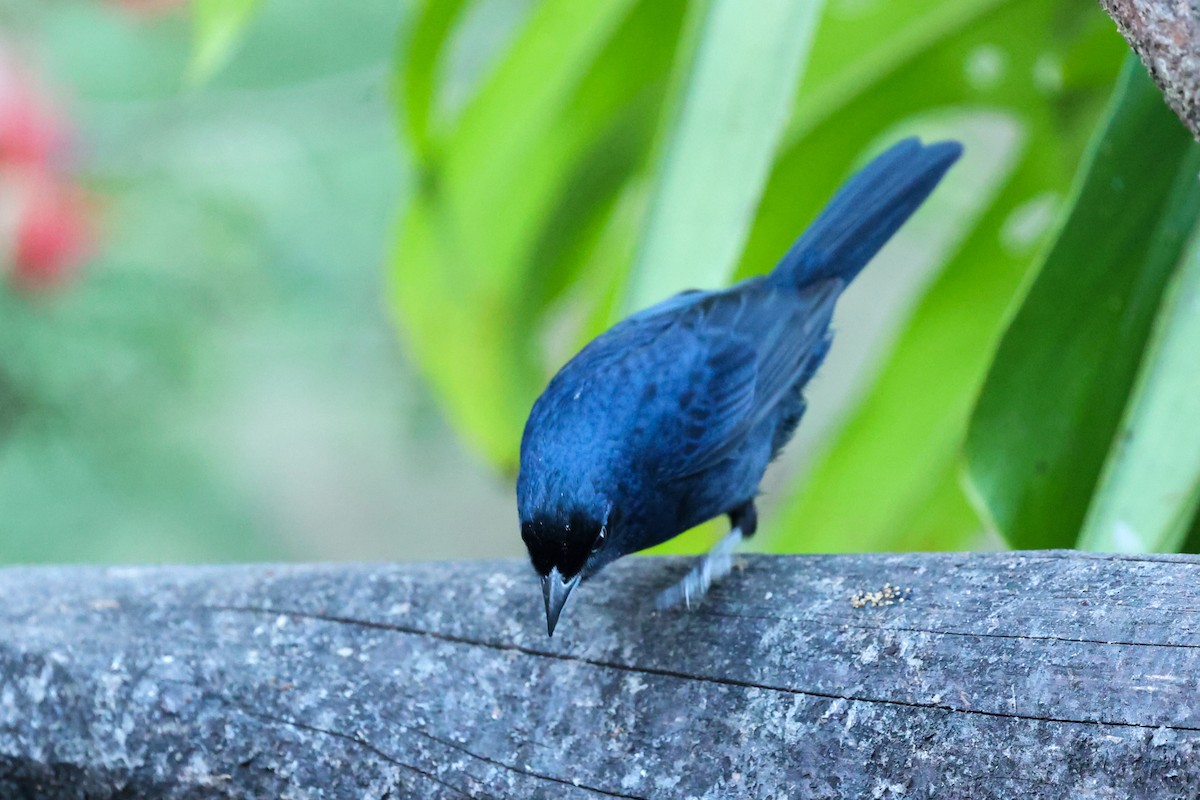 Ruby-crowned Tanager - ML644681687
