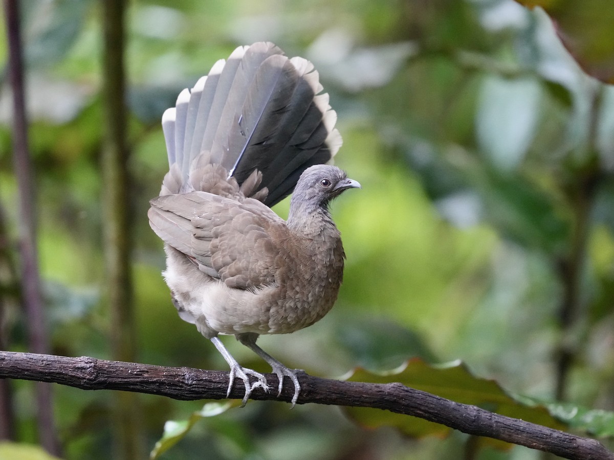 Gray-headed Chachalaca - ML644681692