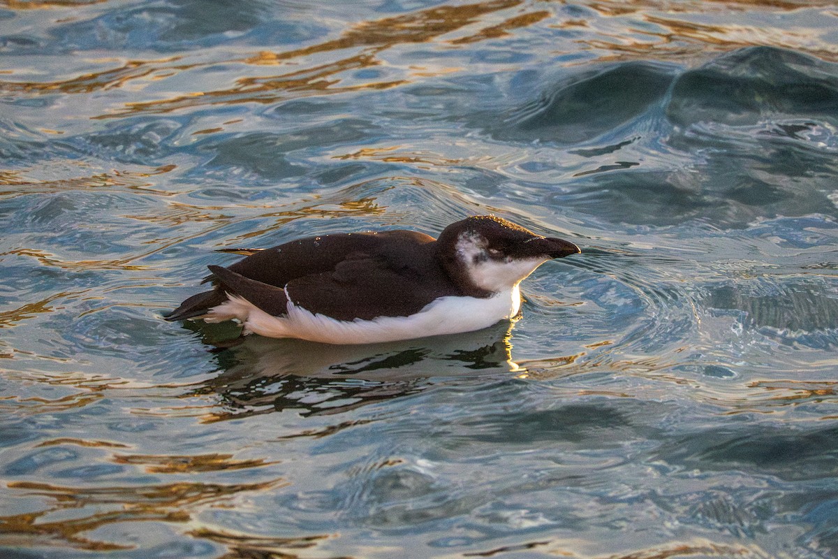 Razorbill - ML644681694
