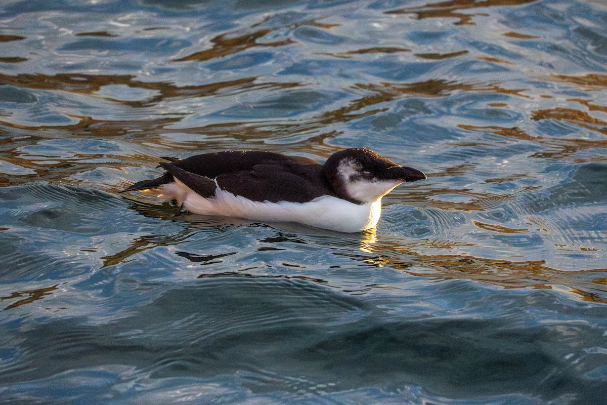 Razorbill - ML644681696