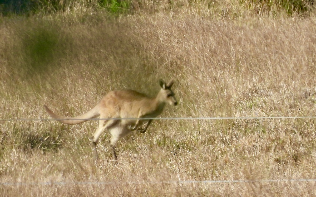 Eastern Grey Kangaroo - ML644681700