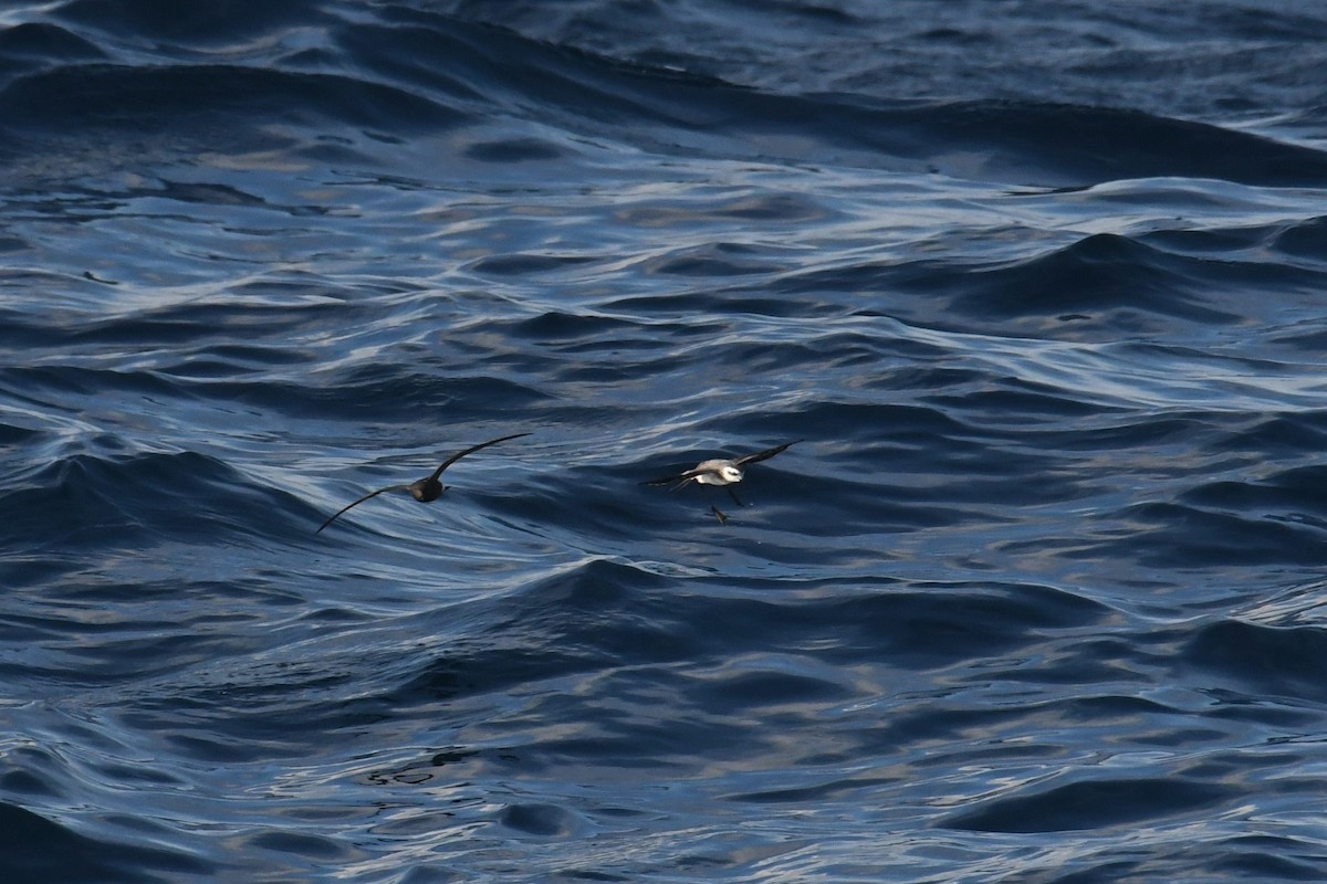 White-faced Storm-Petrel - ML644681702