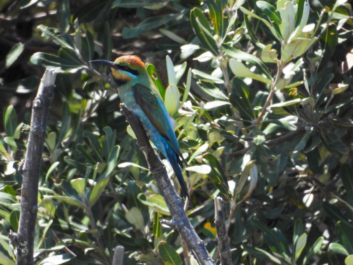 Regenbogenspint - ML644681703