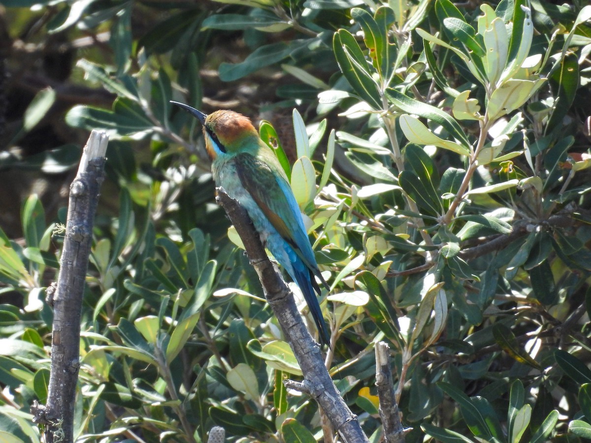 Regenbogenspint - ML644681704