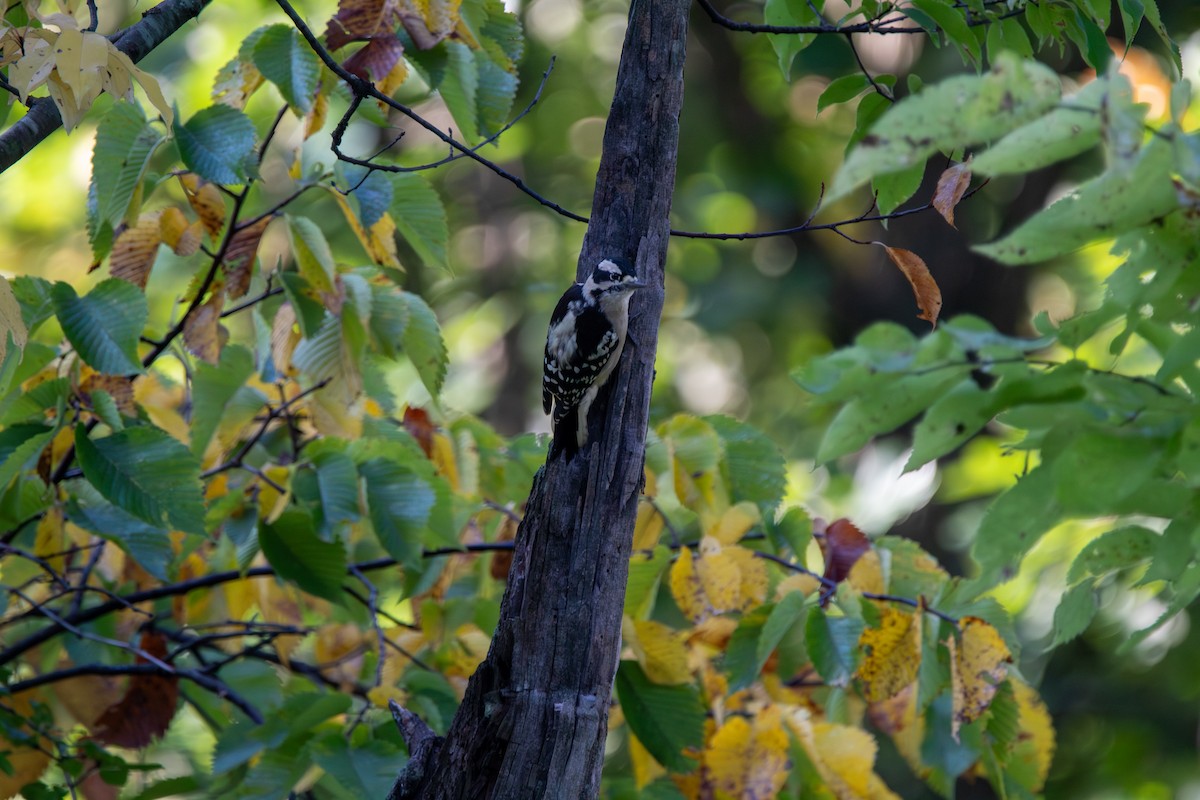 Downy Woodpecker - ML644681710