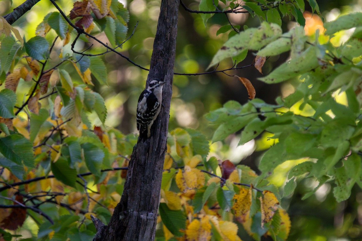 Downy Woodpecker - ML644681711