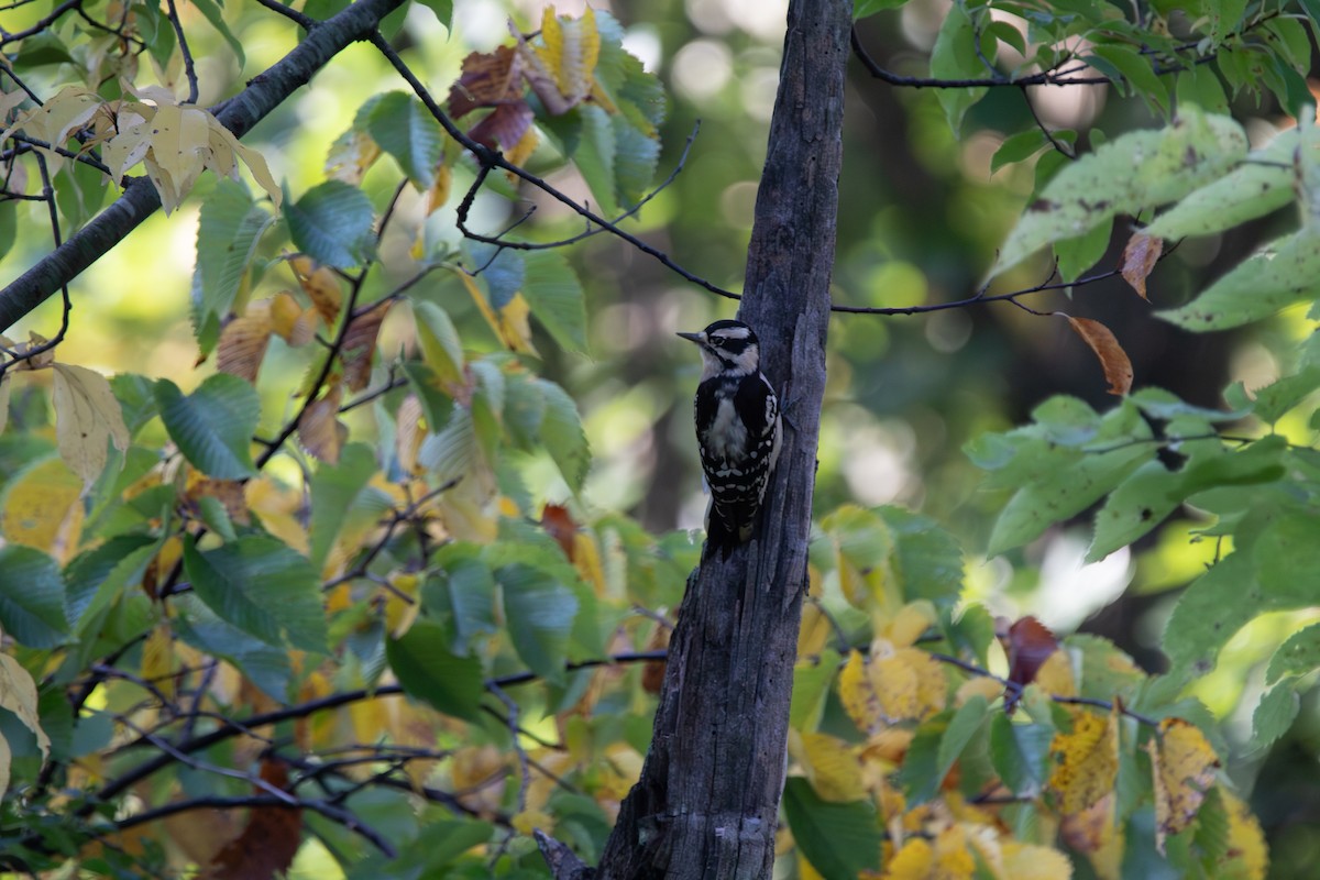 Downy Woodpecker - ML644681712