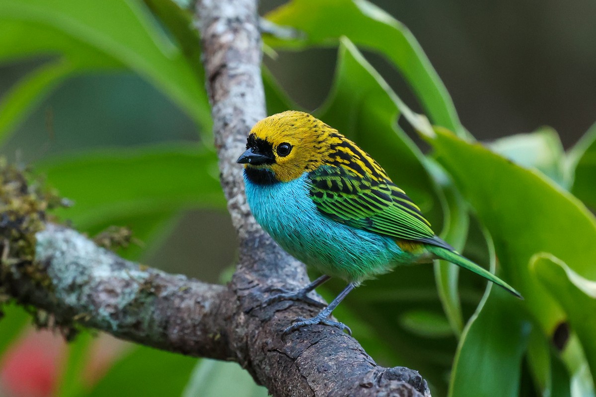 Gilt-edged Tanager - ML644681713