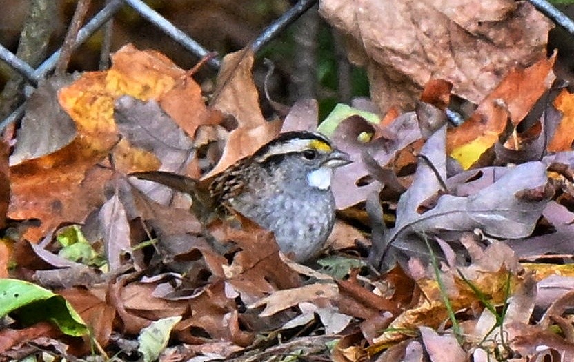 ノドジロシトド - ML644681715