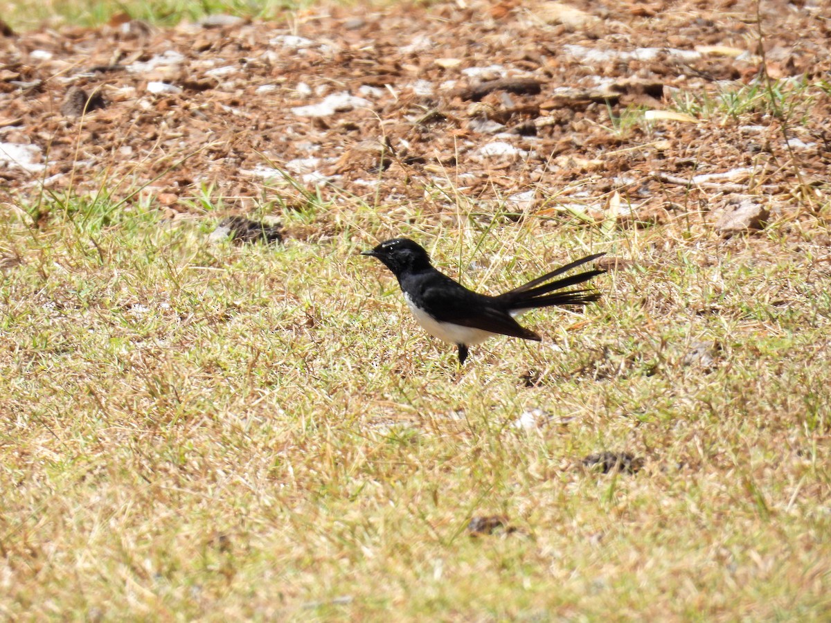 Чёрно-белая веерохвостка - ML644681717