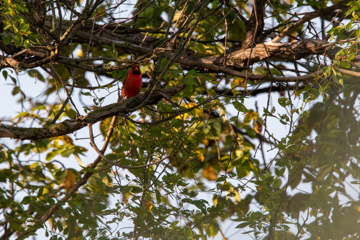 Красный кардинал - ML644681719