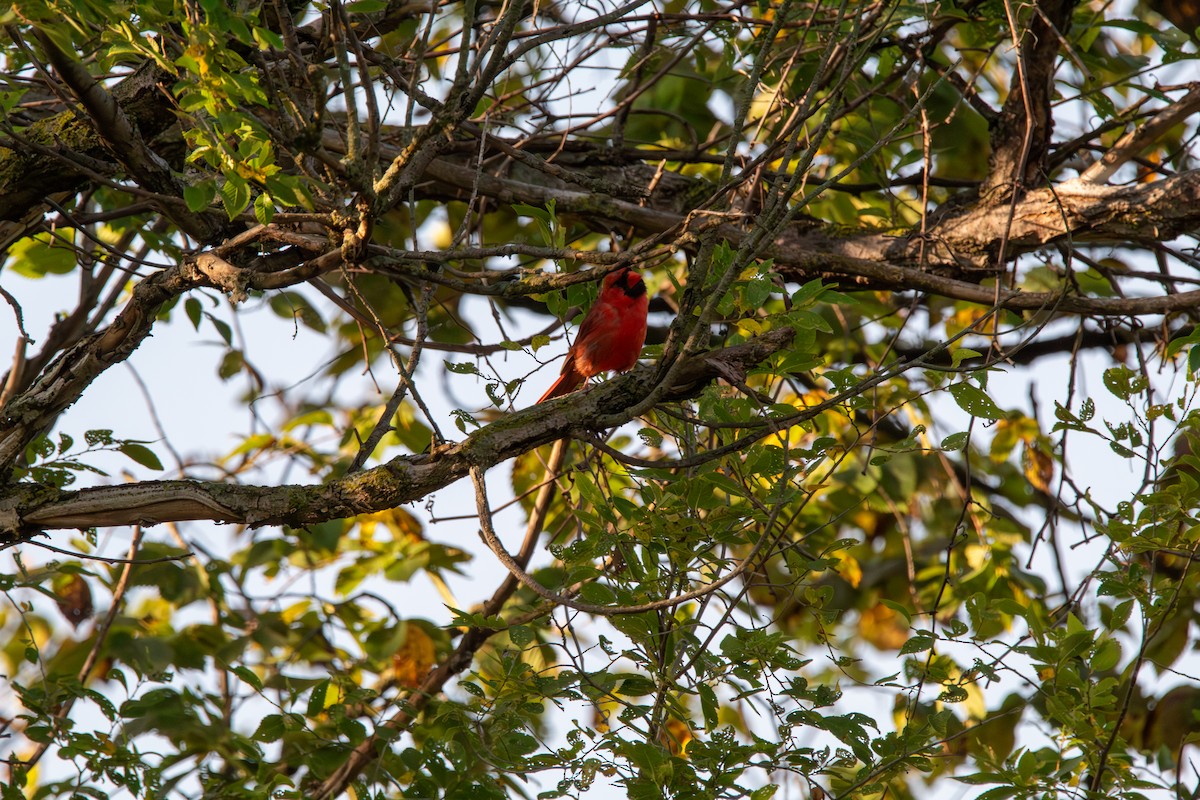 Красный кардинал - ML644681720