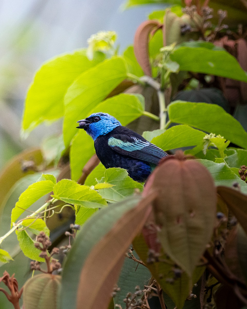 Blue-necked Tanager - ML644681721