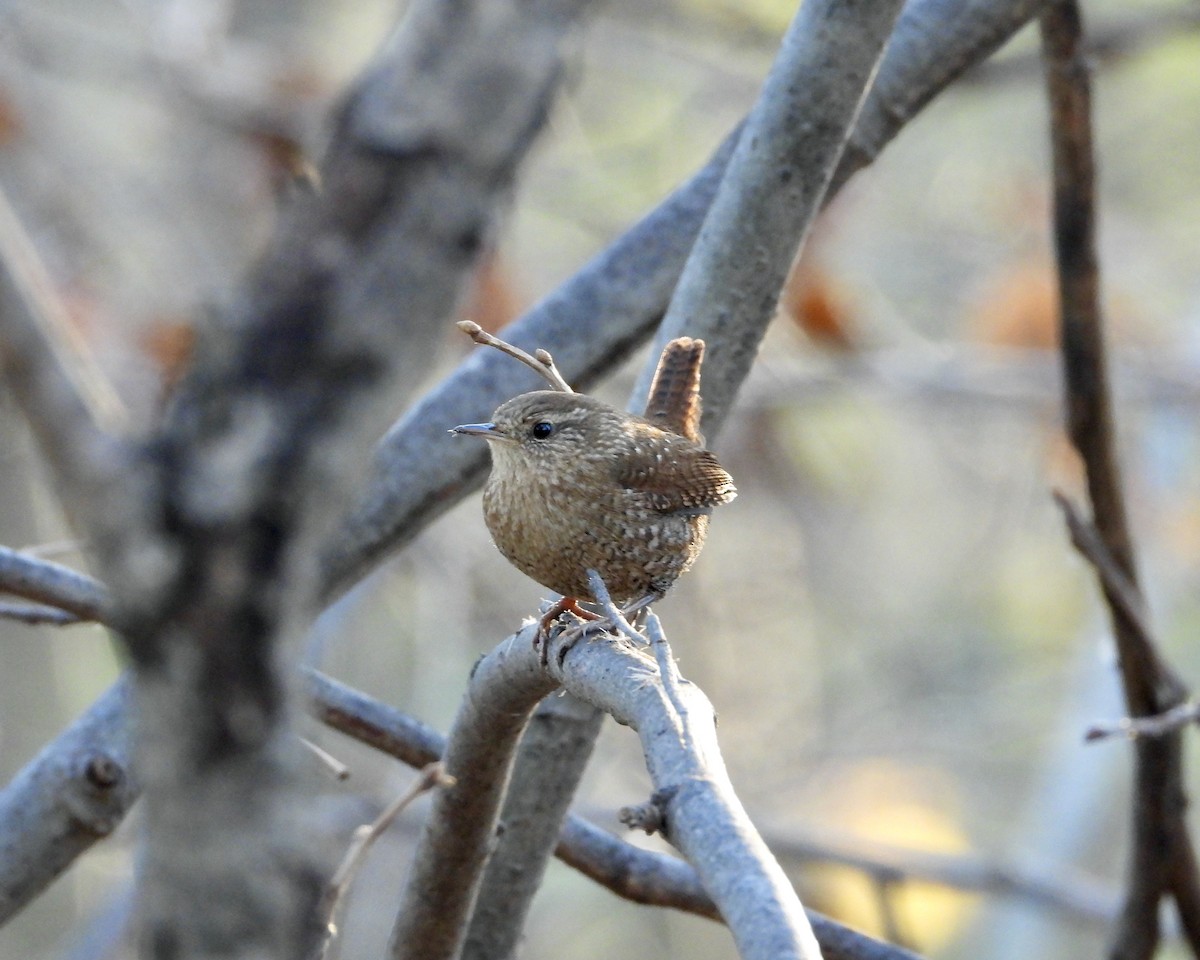 フユミソサザイ - ML644681723