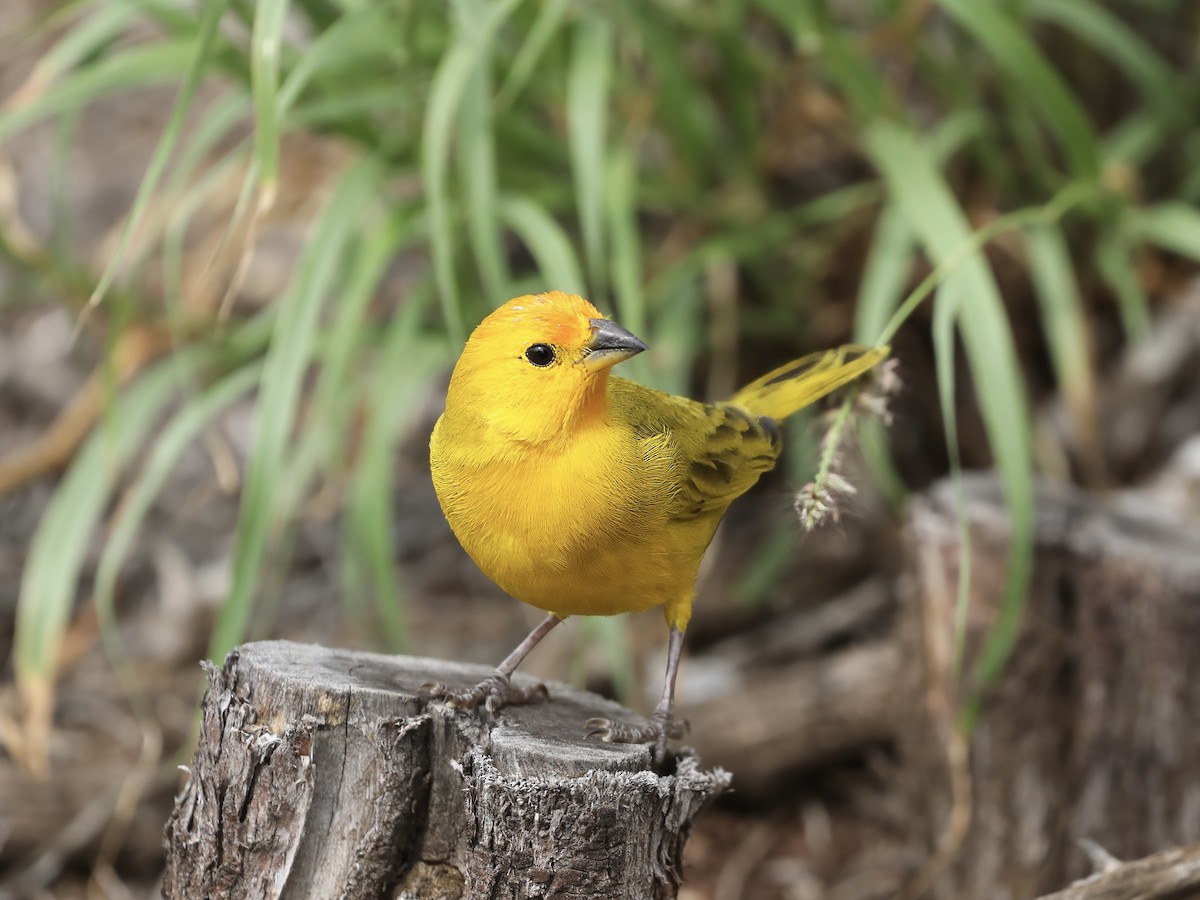 Saffron Finch - ML644681729
