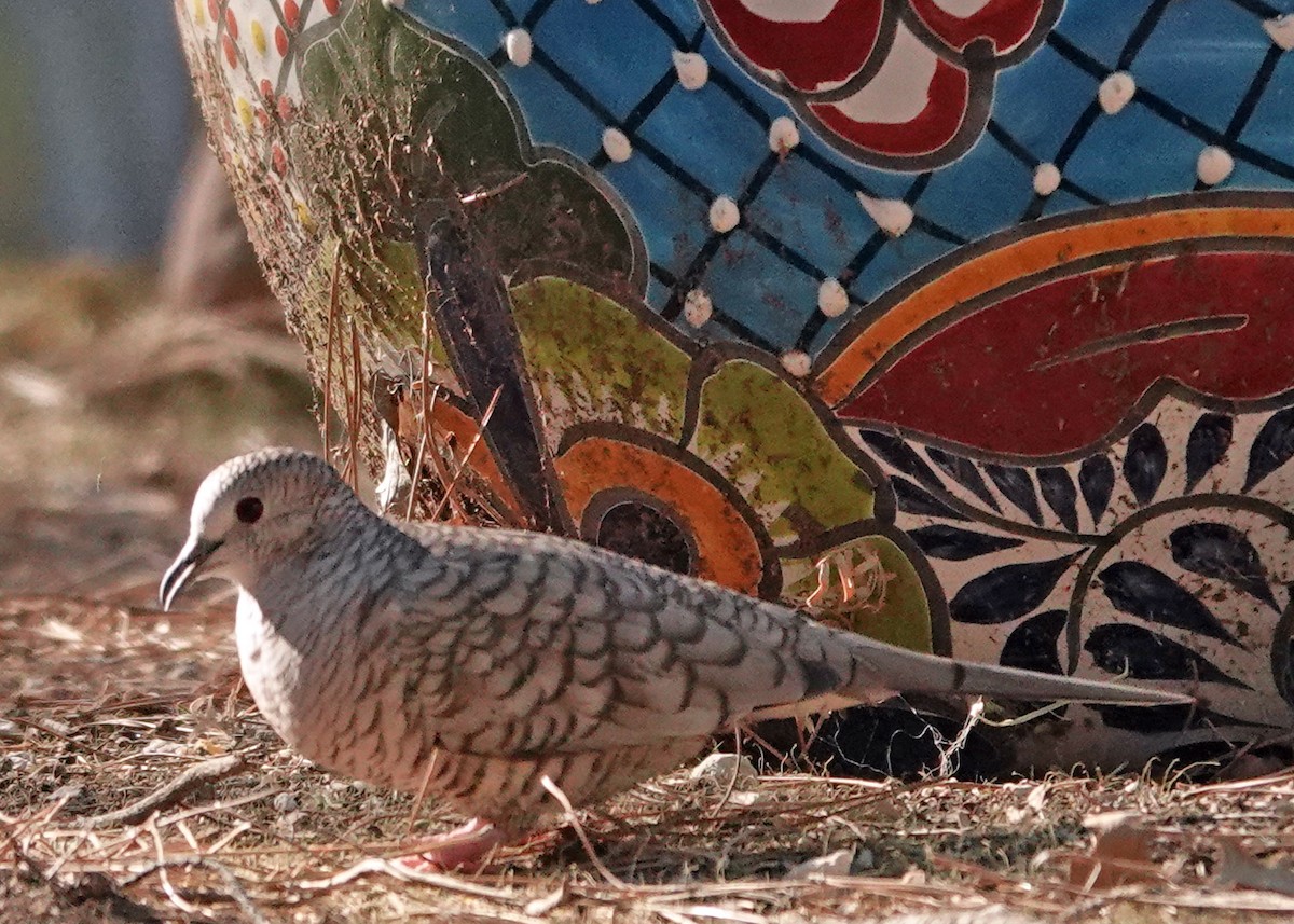 holoubek mexický - ML644681730