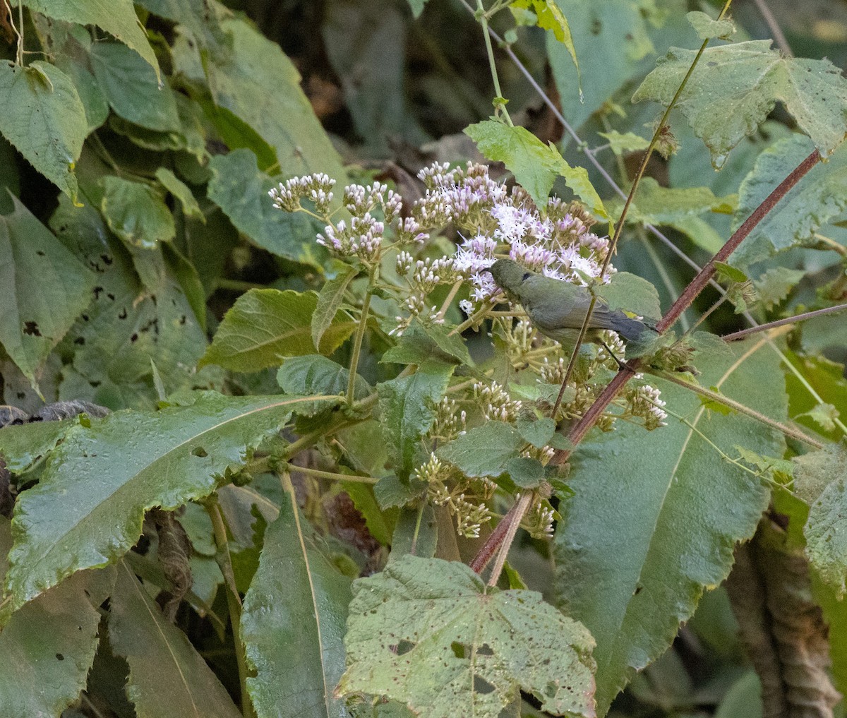 strdimil sp. - ML644681732