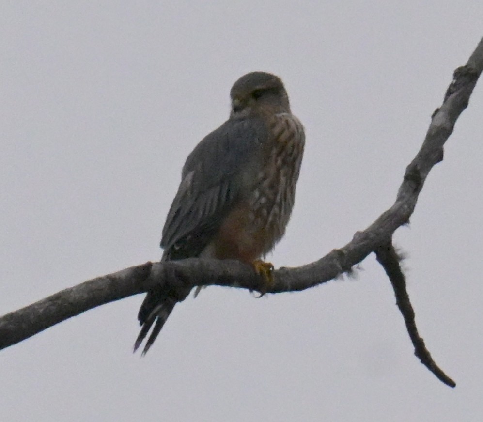 dřemlík tundrový - ML644681733