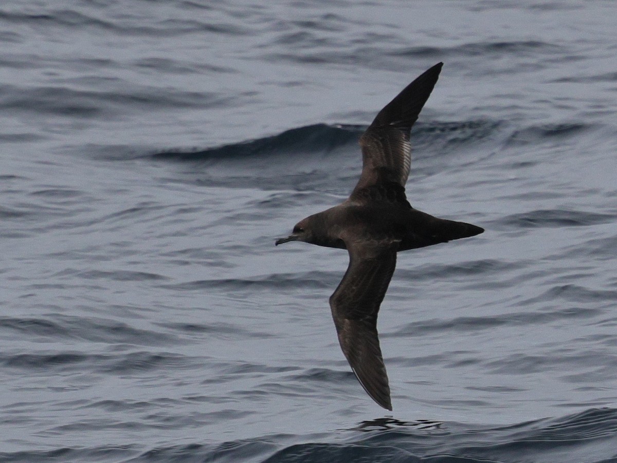 buřňák temný - ML644681734