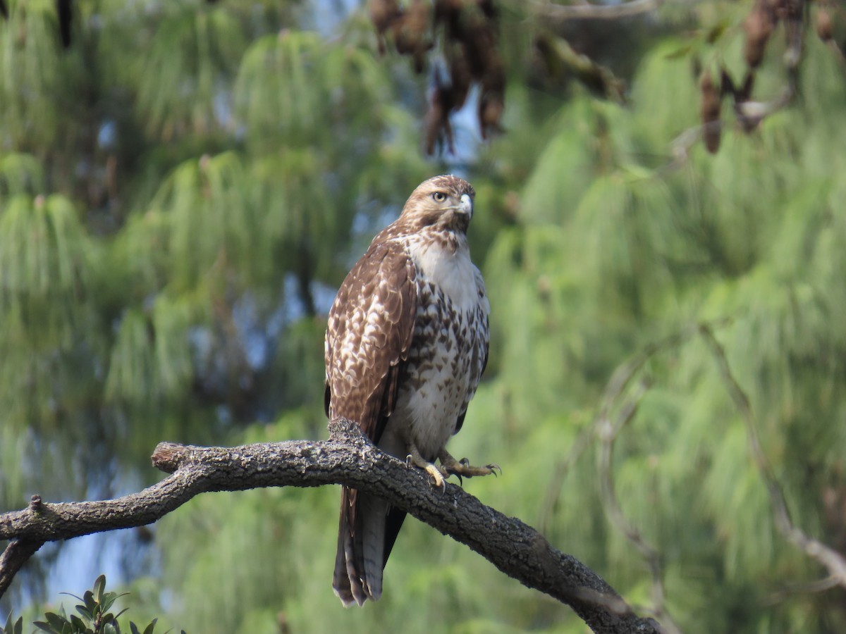 káně rudochvostá - ML644681735