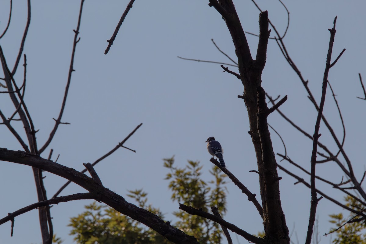 Blue Jay - ML644681736